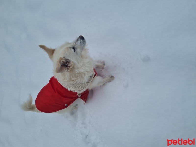 Jack Russell Terrier, Köpek  Daisy fotoğrafı