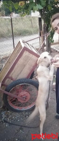 Türk Tazısı, Köpek  Cesur fotoğrafı