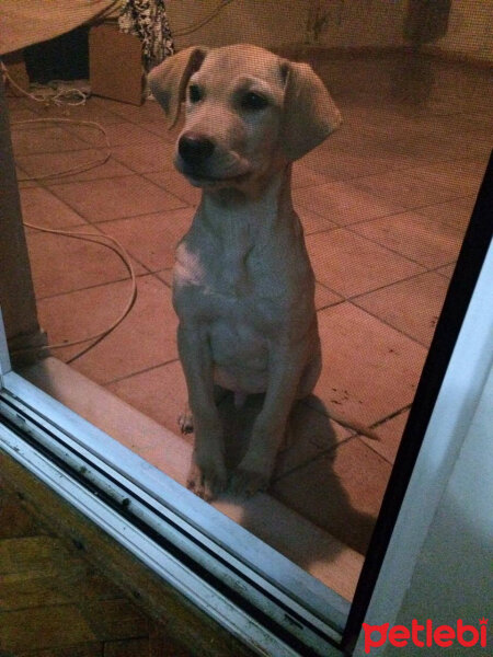 Labrador Retriever, Köpek  cesur fotoğrafı