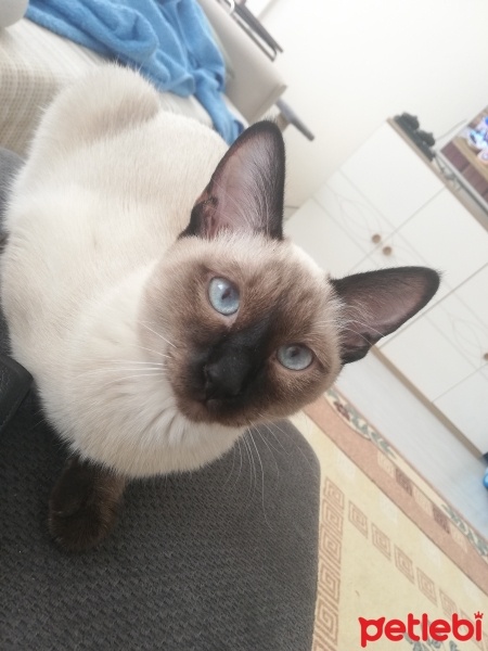 Siyam Kedisi, Kedi  Şukufe fotoğrafı