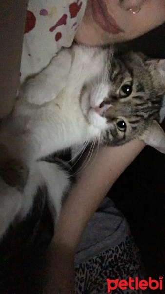 Tekir Kedi, Kedi  Ginger fotoğrafı