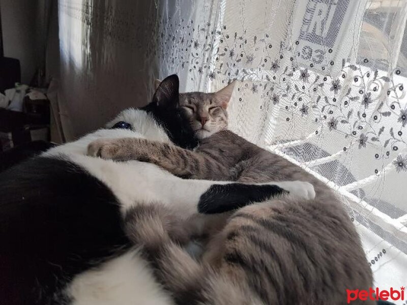 Tekir Kedi, Kedi  Tigger fotoğrafı