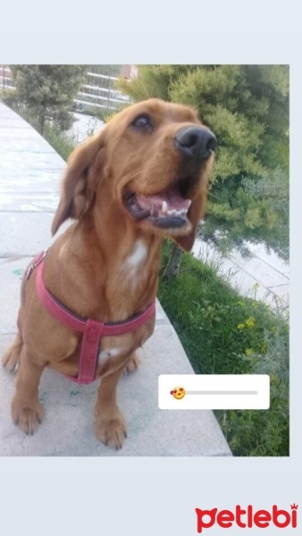 İngiliz Cocker Spaniel, Köpek  BADE fotoğrafı