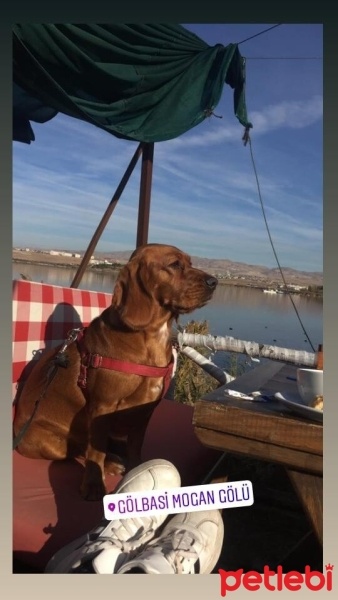 İngiliz Cocker Spaniel, Köpek  BADE fotoğrafı