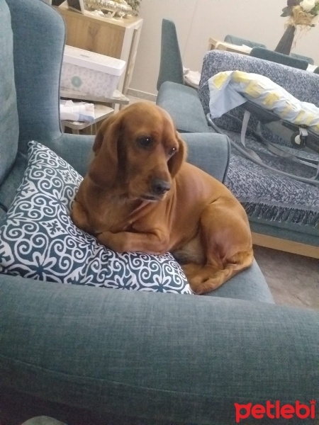 İngiliz Cocker Spaniel, Köpek  BADE fotoğrafı