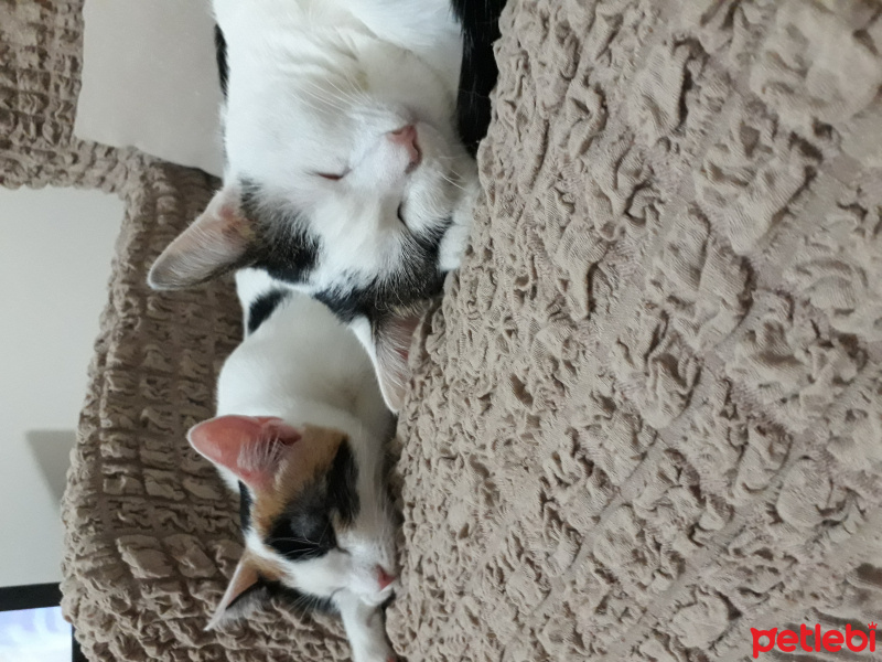 Van Kedisi, Kedi  Prenses  fotoğrafı