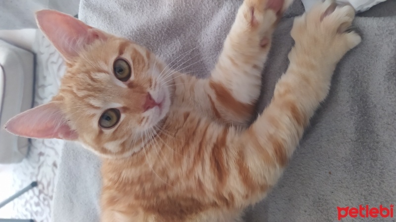 Tekir Kedi, Kedi  Badem fotoğrafı