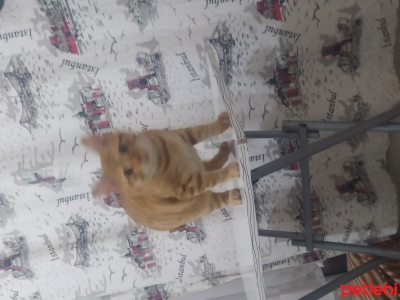 Tekir Kedi, Kedi  Badem fotoğrafı
