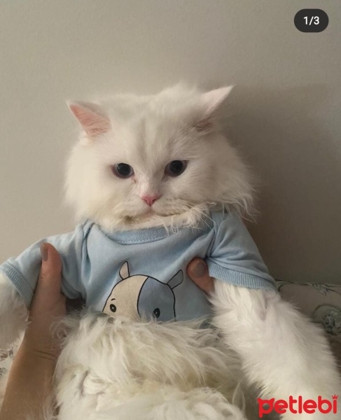Chinchilla, Kedi  Dobby fotoğrafı