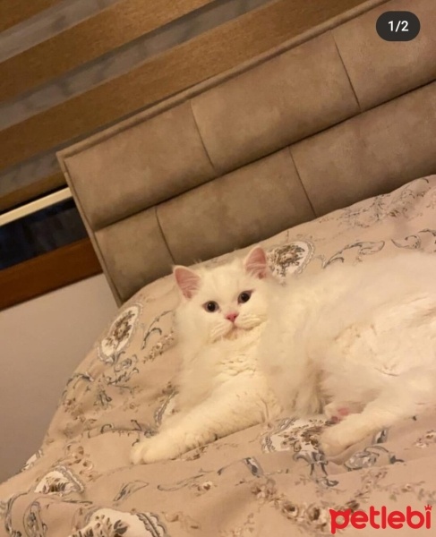 Chinchilla, Kedi  Dobby fotoğrafı
