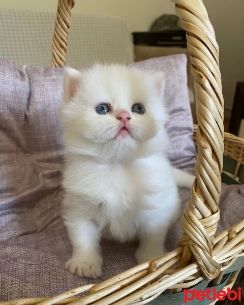 Chinchilla, Kedi  Dobby fotoğrafı