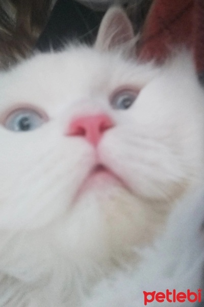 Chinchilla, Kedi  Dobby fotoğrafı