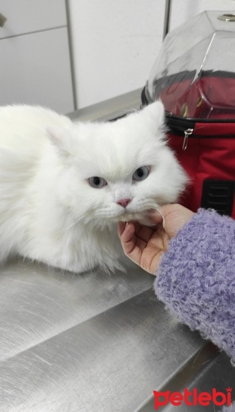 Chinchilla, Kedi  Dobby fotoğrafı