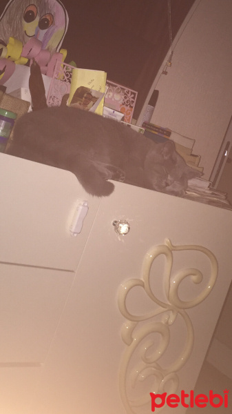 British Shorthair, Kedi  Bal fotoğrafı