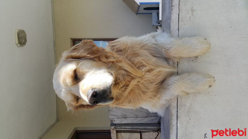 Golden Retriever, Köpek  Köpük  fotoğrafı