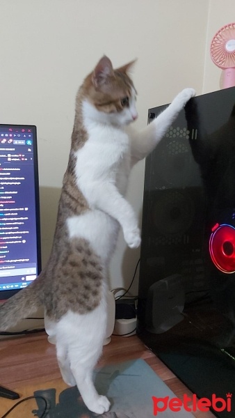 Tekir Kedi, Kedi  Turna fotoğrafı