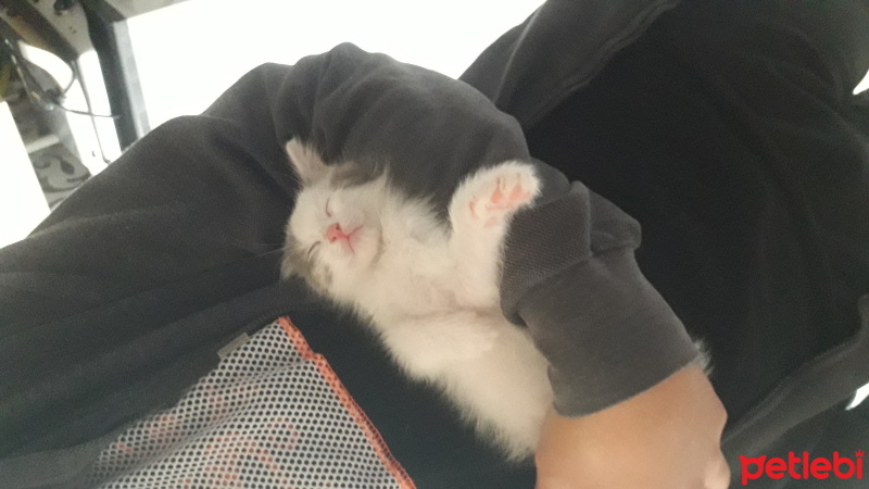 Tekir Kedi, Kedi  Fırfır fotoğrafı