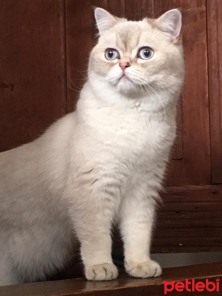 Sphynx, Kedi  Zeus fotoğrafı