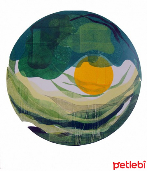 Chartreux, Kedi  judy fotoğrafı