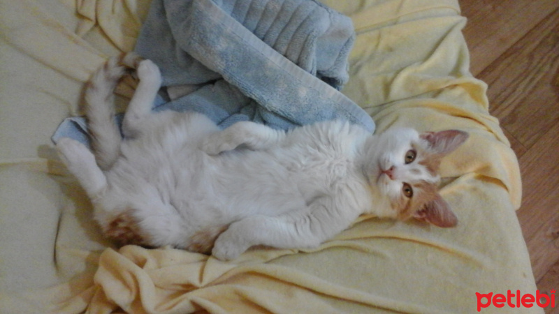 Chartreux, Kedi  judy fotoğrafı