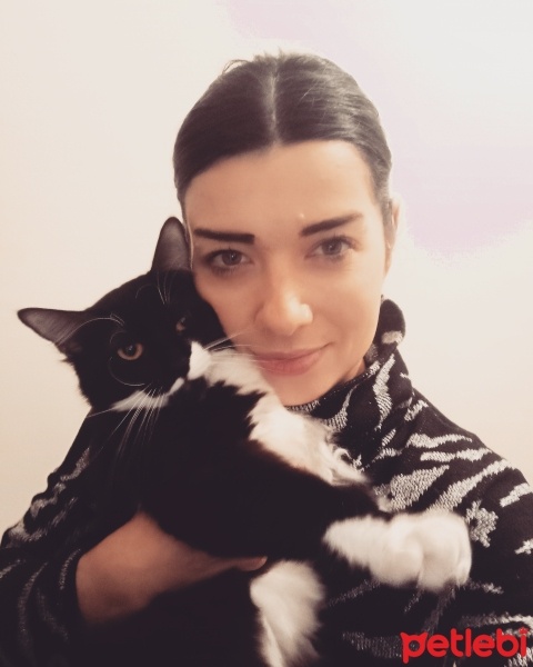 Tekir Kedi, Kedi  Zeytin fotoğrafı