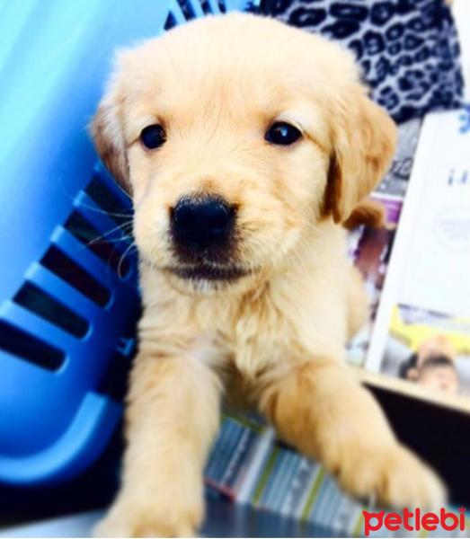 Golden Retriever, Köpek  Çakıl fotoğrafı