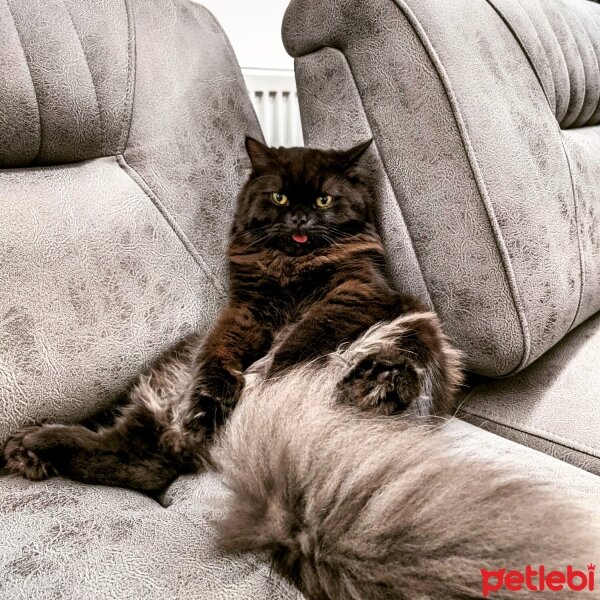 British Longhair, Kedi  Leo fotoğrafı