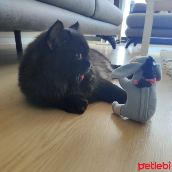 British Longhair, Kedi  Leo fotoğrafı