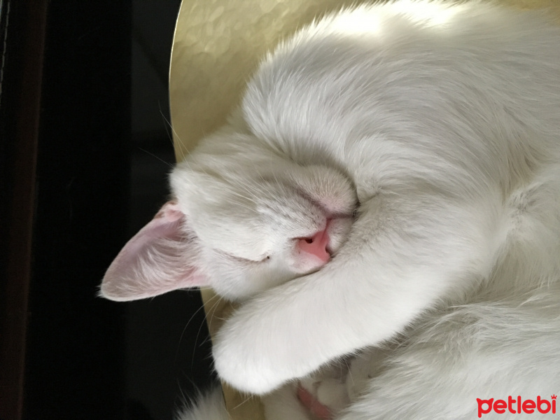 Van Kedisi, Kedi  Yoğurt fotoğrafı