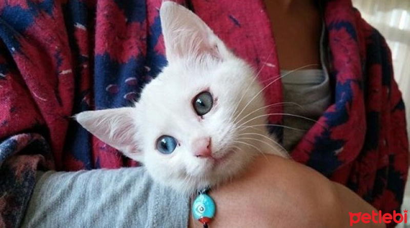 Van Kedisi, Kedi  Yoğurt fotoğrafı
