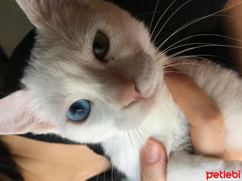 Van Kedisi, Kedi  Yoğurt fotoğrafı