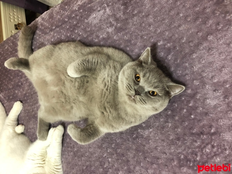 British Shorthair, Kedi  Tosun fotoğrafı
