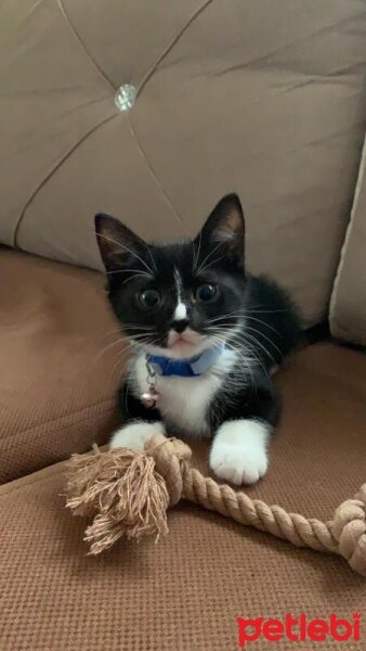 Tuxedo (Smokin) Kedi, Kedi  Zeytin fotoğrafı