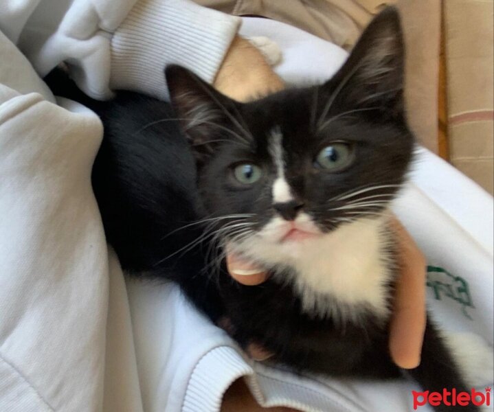 Tuxedo (Smokin) Kedi, Kedi  Zeytin fotoğrafı