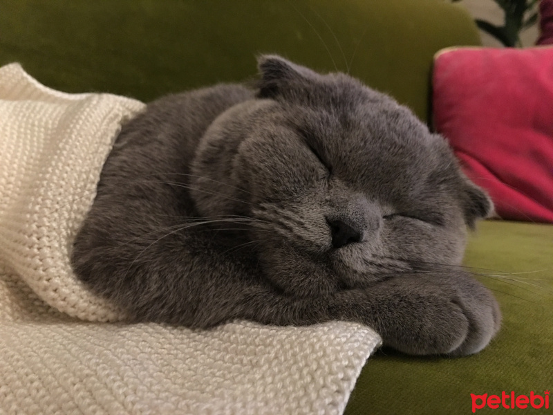 Scottish Fold, Kedi  Hamsi fotoğrafı