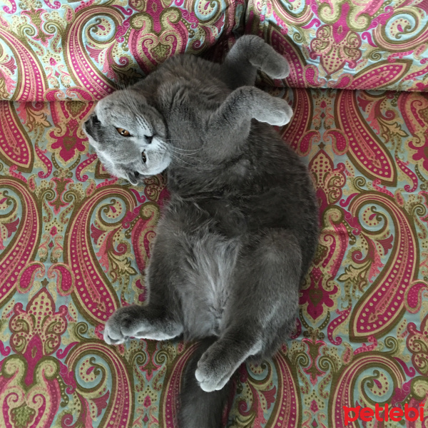 Scottish Fold, Kedi  Hamsi fotoğrafı