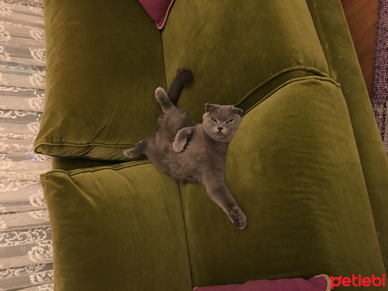 Scottish Fold, Kedi  Hamsi fotoğrafı