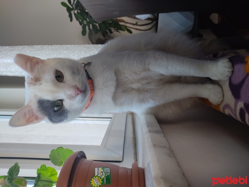Tekir Kedi, Kedi  Peyker fotoğrafı
