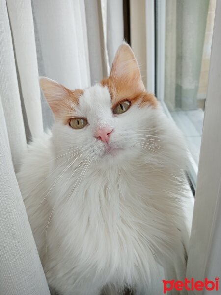 Van Kedisi, Kedi  Pamuk fotoğrafı