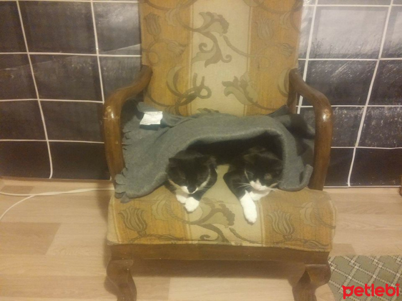 Tuxedo (Smokin) Kedi, Kedi  Kuyruk fotoğrafı