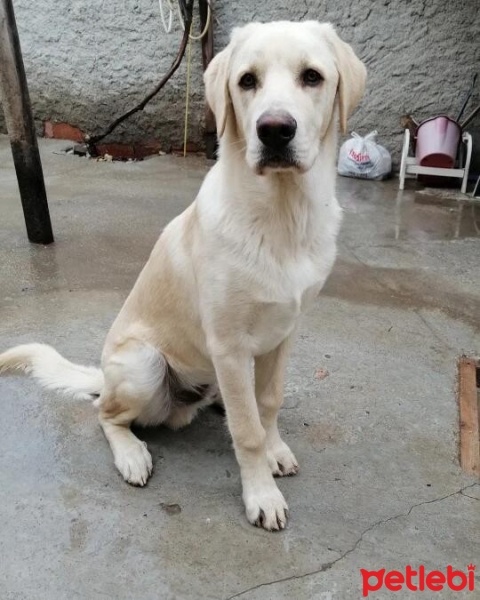 Labrador Retriever, Köpek  Max fotoğrafı