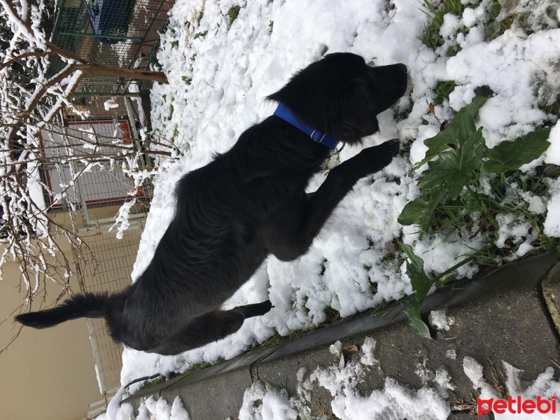 Labrador Retriever, Köpek  Zeytin fotoğrafı