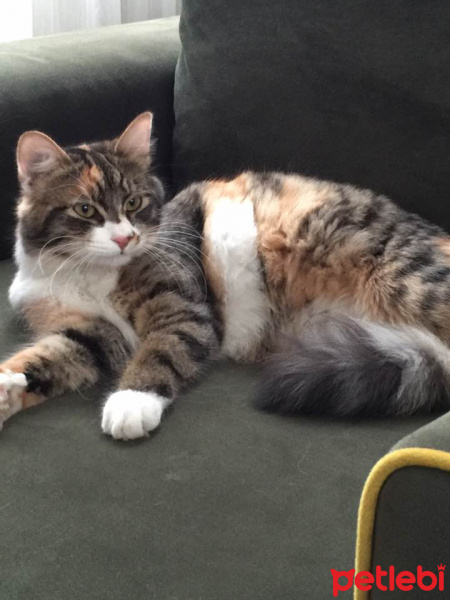 Tekir Kedi, Kedi  Şeker fotoğrafı