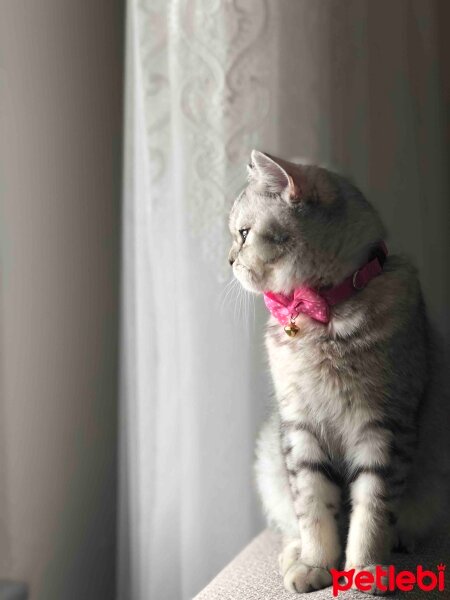 Scottish Fold, Kedi  Mia fotoğrafı