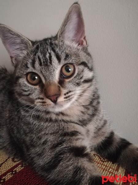 Tekir Kedi, Kedi  Venüs fotoğrafı