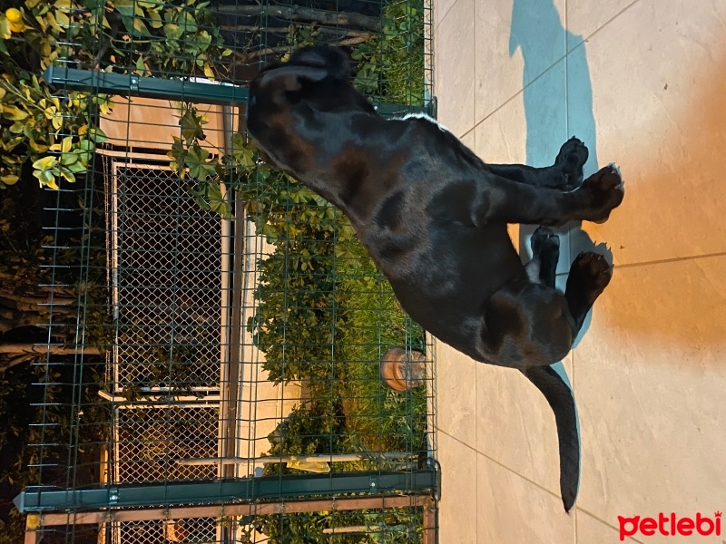 Cane Corso Italiano, Köpek  Astor fotoğrafı
