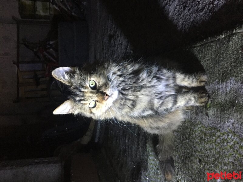 American Bobtail, Kedi  Churc ve yavruları fotoğrafı