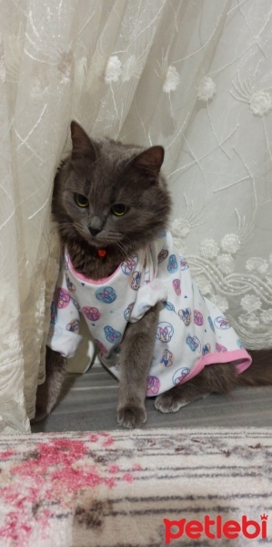 British Longhair, Kedi  Lily ^^ fotoğrafı