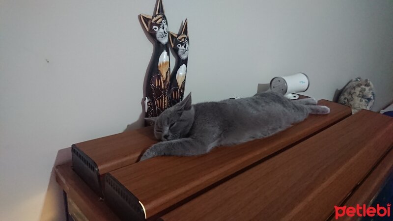 British Shorthair, Kedi  Shira fotoğrafı