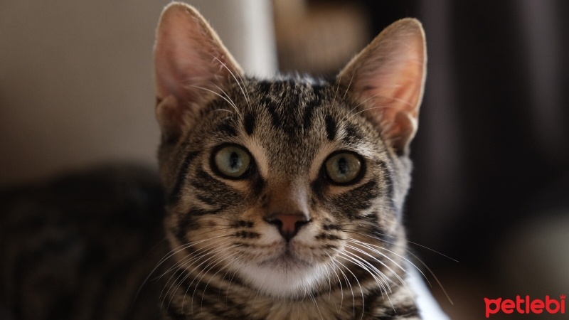 Tekir Kedi, Kedi  Prens Ferdi fotoğrafı